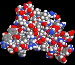 タンパク質の１種の分子模型
